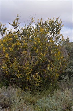 APII jpeg image of Acacia strongylophylla  © contact APII