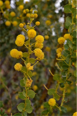 APII jpeg image of Acacia strongylophylla  © contact APII