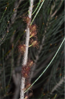 APII jpeg image of Allocasuarina helmsii  © contact APII