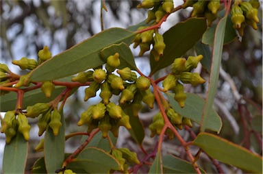 APII jpeg image of Eucalyptus ceratocorys  © contact APII