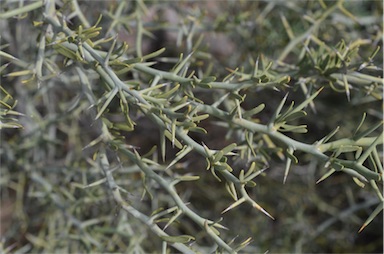 APII jpeg image of Citrus glauca  © contact APII