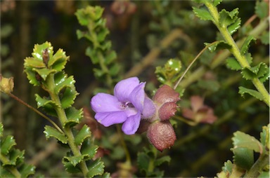 APII jpeg image of Eremophila flabellata  © contact APII