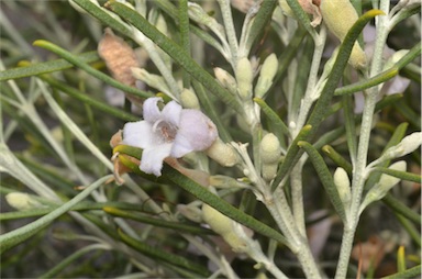 APII jpeg image of Eremophila arachnoides subsp. tenera  © contact APII