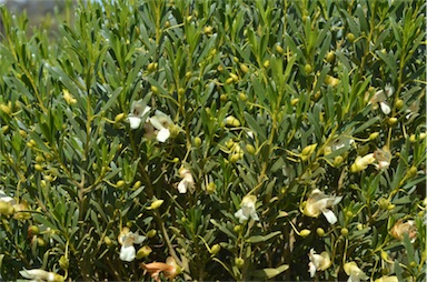 APII jpeg image of Eremophila alternifolia  © contact APII