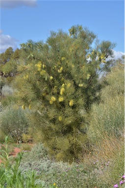 APII jpeg image of Hakea divaricata  © contact APII