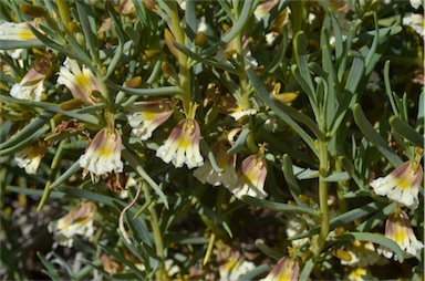 APII jpeg image of Scaevola collaris  © contact APII