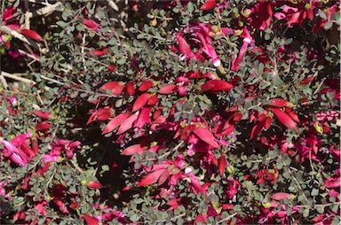 APII jpeg image of Eremophila maculata subsp. brevifolia  © contact APII