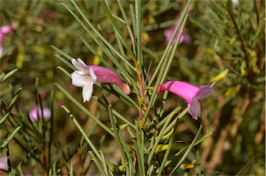 APII jpeg image of Eremophila rostrata  © contact APII