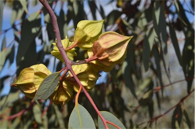 APII jpeg image of Eucalyptus pachyphylla  © contact APII