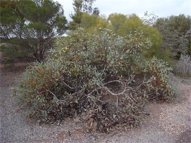 APII jpeg image of Eucalyptus pimpiniana  © contact APII