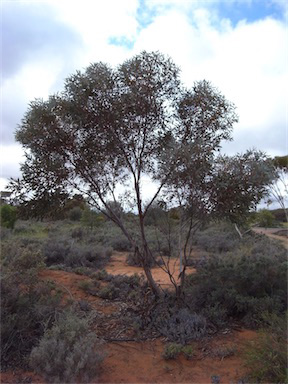 APII jpeg image of Eucalyptus cyanophylla  © contact APII