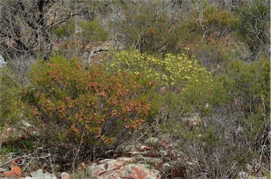 APII jpeg image of Dodonaea lobulata  © contact APII