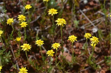 APII jpeg image of Hyalosperma glutinosum subsp. glutinosum  © contact APII