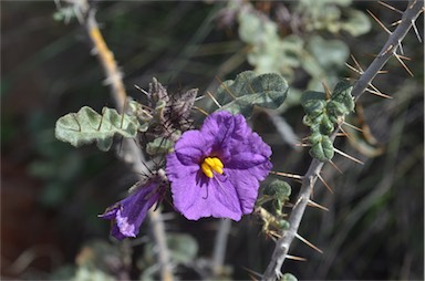 APII jpeg image of Solanum petrophilum  © contact APII