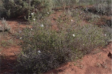 APII jpeg image of Olearia calcarea  © contact APII