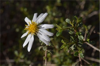 APII jpeg image of Olearia calcarea  © contact APII