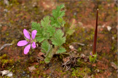 APII jpeg image of Erodium aureum  © contact APII