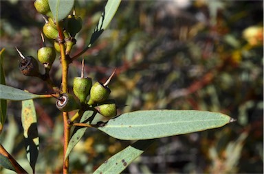 APII jpeg image of Eucalyptus socialis subsp. socialis  © contact APII