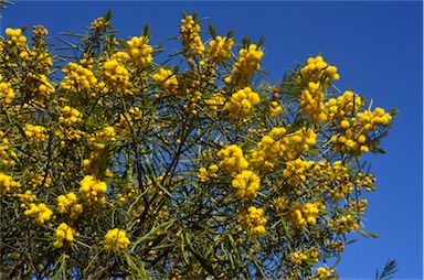 APII jpeg image of Acacia euthycarpa subsp. euthycarpa  © contact APII