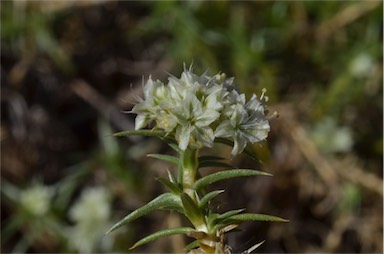 APII jpeg image of Scleranthus pungens  © contact APII