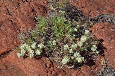 APII jpeg image of Scleranthus pungens  © contact APII