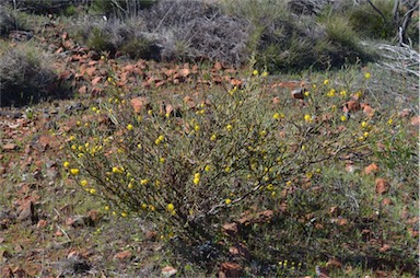 APII jpeg image of Acacia continua  © contact APII