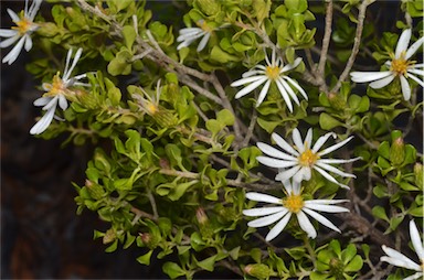 APII jpeg image of Olearia muelleri  © contact APII