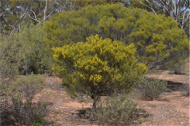 APII jpeg image of Acacia farinosa  © contact APII
