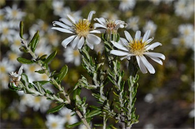 APII jpeg image of Olearia pimeleoides subsp. pimeleoides  © contact APII