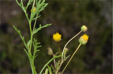 APII jpeg image of Brachyscome ciliaris var. brachyglossa  © contact APII