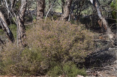 APII jpeg image of Boronia inornata subsp. leptophylla  © contact APII