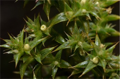 APII jpeg image of Salsola australis  © contact APII