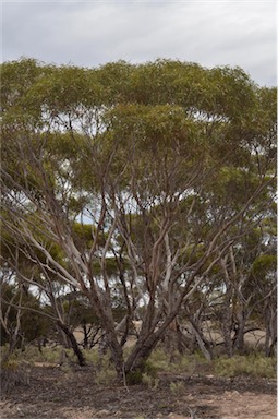 APII jpeg image of Eucalyptus gracilis  © contact APII