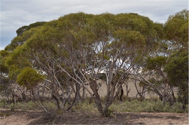 APII jpeg image of Eucalyptus gracilis  © contact APII