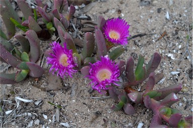 APII jpeg image of Carpobrotus rossii  © contact APII