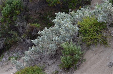 APII jpeg image of Atriplex cinerea  © contact APII