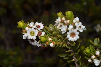 APII jpeg image of Thryptomene micrantha  © contact APII