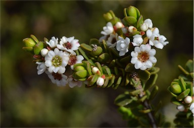 APII jpeg image of Thryptomene micrantha  © contact APII