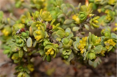 APII jpeg image of Pimelea serpyllifolia subsp. serpyllifolia  © contact APII