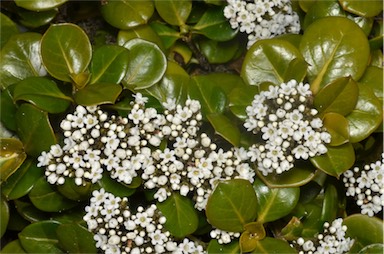 APII jpeg image of Logania crassifolia  © contact APII