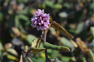 APII jpeg image of Lasiopetalum discolor  © contact APII