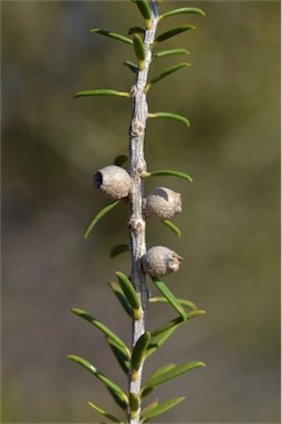 APII jpeg image of Melaleuca lanceolata  © contact APII