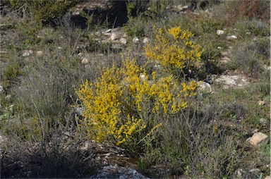 APII jpeg image of Acacia spinescens  © contact APII