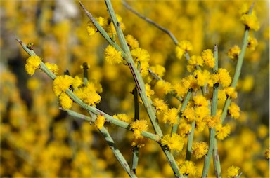 APII jpeg image of Acacia spinescens  © contact APII