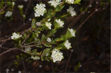 APII jpeg image of Pimelea flava subsp. dichotoma  © contact APII