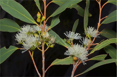 APII jpeg image of Eucalyptus diversifolia subsp. diversifolia  © contact APII