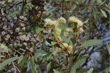 APII jpeg image of Eucalyptus diversifolia subsp. diversifolia  © contact APII