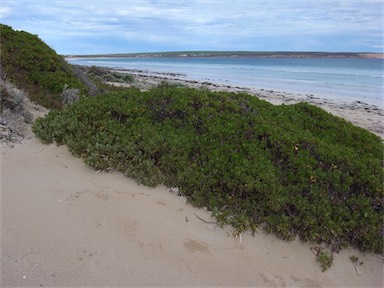 APII jpeg image of Scaevola crassifolia  © contact APII