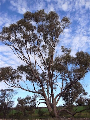 APII jpeg image of Eucalyptus gomphocephala  © contact APII