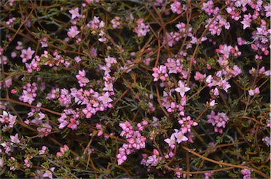 APII jpeg image of Boronia inornata  © contact APII